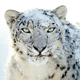 Illustration for article titled Original Snow Leopard Was Too Blood Thirsty for Mac OS X Box